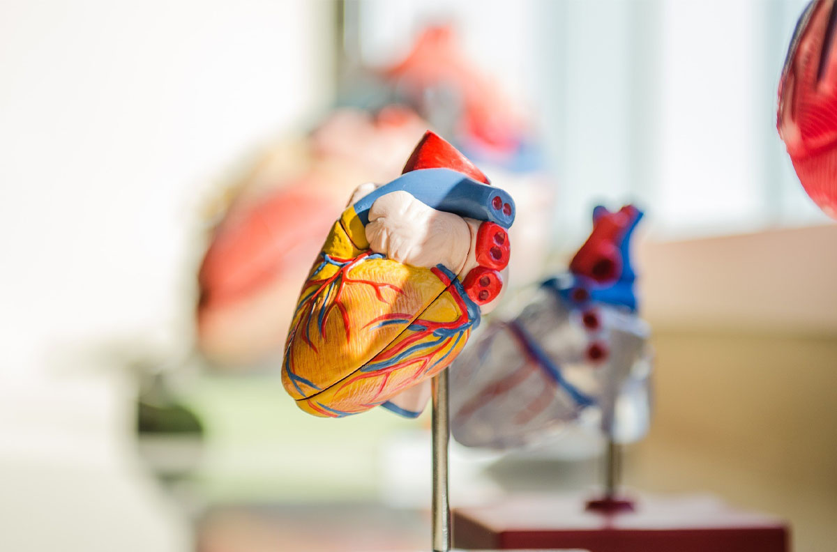A model of a human heart on display.