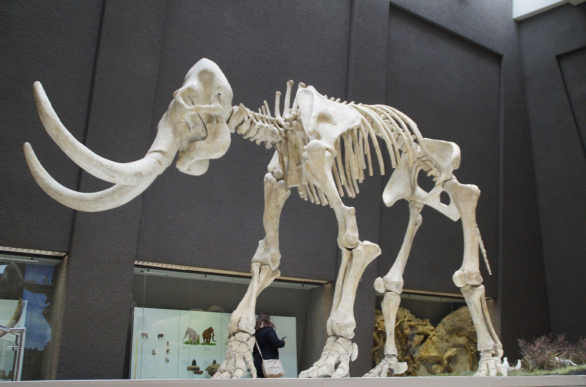 A skeleton of a mammoth on display.