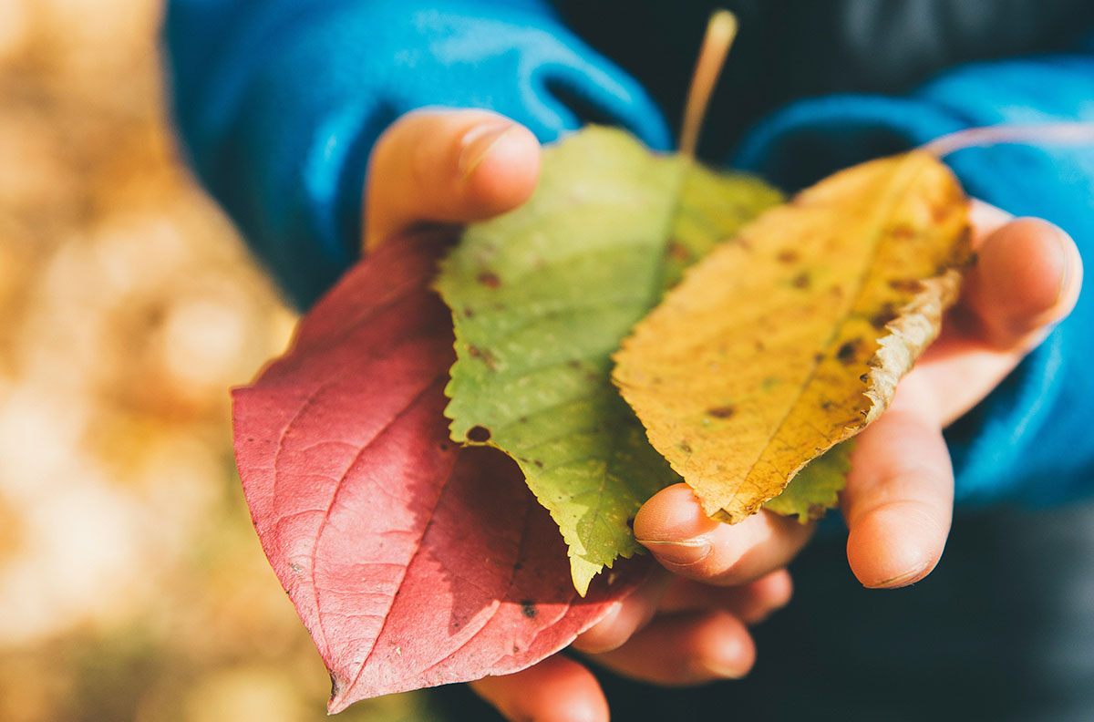 A child's hands holding different colored leaves.