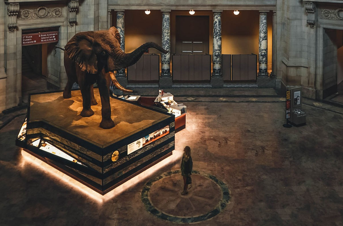 Dimly lit museum space with a woman looking at an elephant on display.